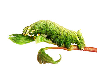 Obraz premium Caterpillar of the Kentish Glory (Endromis versicolora)