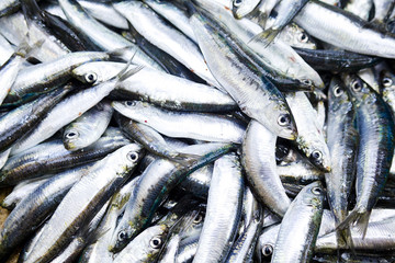 Fototapeta premium Fish