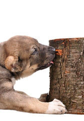 yong puppy 3 months age chews stump . Asian Shepherd