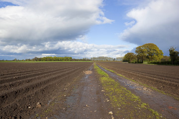 potato rows in springtime