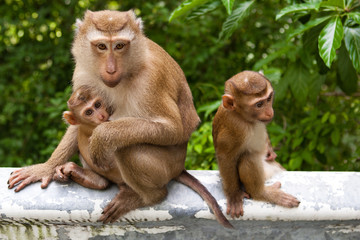 Fototapeta na wymiar Wild monkey with a baby