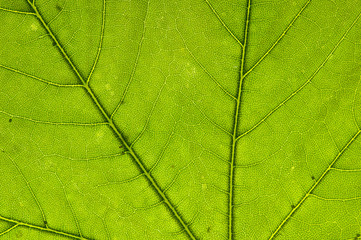Leaf texture