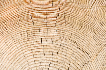 Fototapeta premium Baumstamm Detail