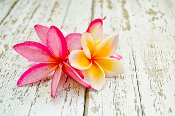 frangipani flower on white wood table