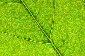 Leaf texture