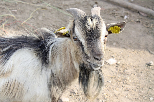 Ch&egrave;vre barbu