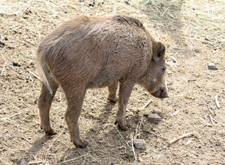 Fototapeta premium Un marcassin