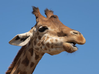 Girafe