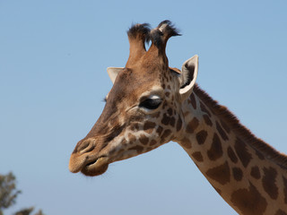 Girafe