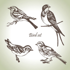 Bird set, hand-drawn illustration