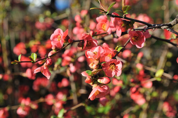 Ветка цветущей айвы