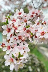 Fototapeta na wymiar Flowering Almond