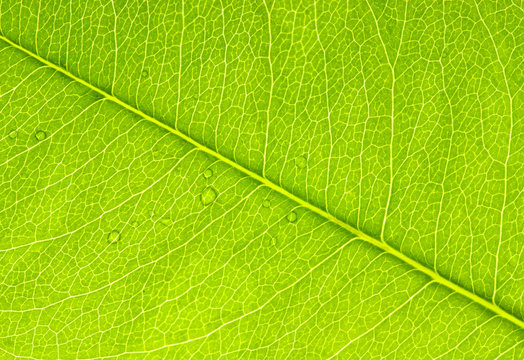 Leaf texture