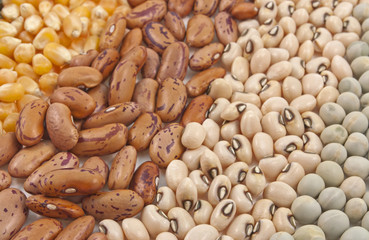 close up of variety of seeds arranged in rows