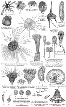 Protozoa (Unicellular eukaryotic organisms)