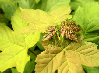 Frische Ahornblätter