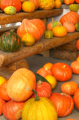 Kürbissorten, cucurbita, Gemüse, farbenfroher Herbst