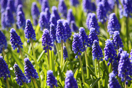 Fototapeta Blooming purple Muscari (Grape Hyacinth) in spring garden