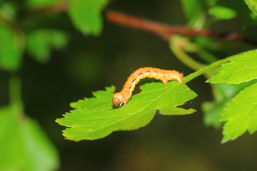 a larva