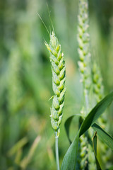 Green wheat field under blue sky.