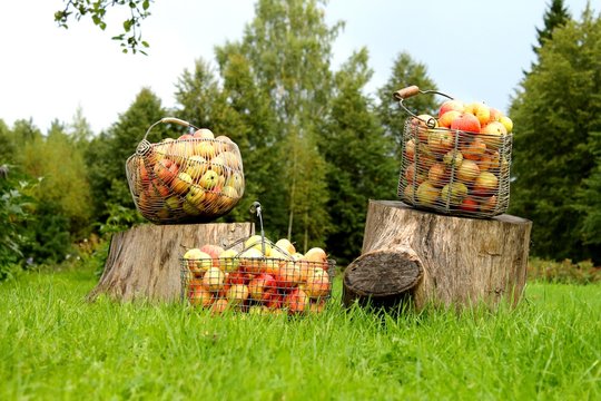 backets of apple