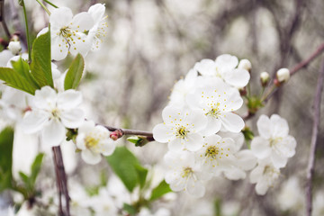 cherry branch with flowers