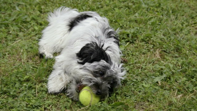 bichon havanese dog on grass with green tennis ball