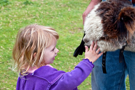 Young Girl Pets Huacaya Alpaca