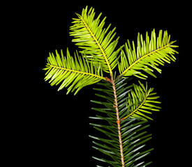Pine tree