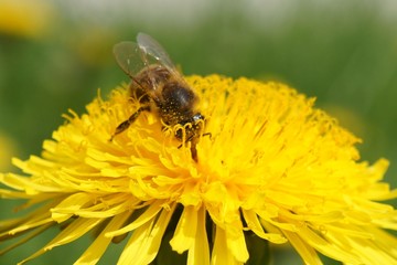 Пчела (bee)