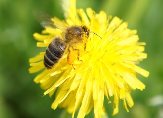 Пчела на цветке (bee)