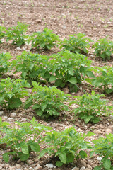piante di patata su terreno