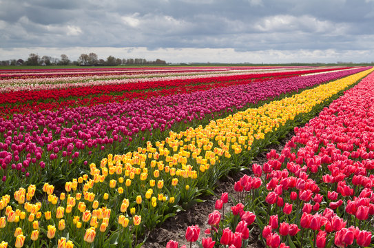 colorful field with rows of tulips