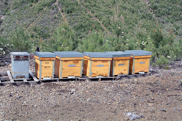 Colmenas movilistas