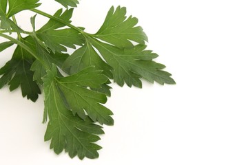 foglie di prezzemolo