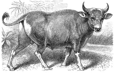 Banteng (Bos banteng)