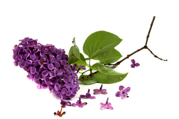 Obraz premium Spring feelings