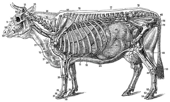 The structure of the cow (the skeleton and organs)