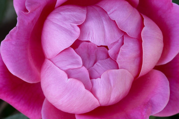 Beautiful Pink Flower, Up Close