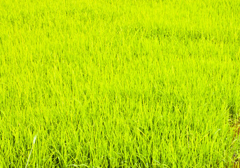 Fototapeta na wymiar In rice cultivation.