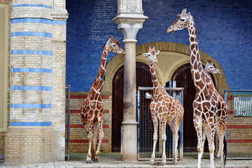 4 girafes.