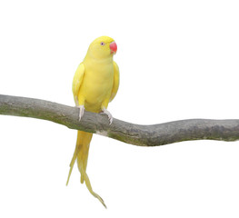 Parrot over white background