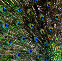 Obraz premium Peacock background