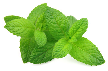 Mint leaf close up © margo555