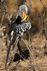 Hornbill bird preening