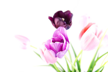 Obraz premium Tulips