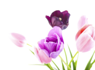 Tulips