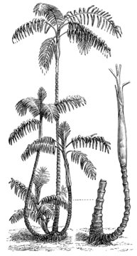 Palm Chamaedorea elatior.