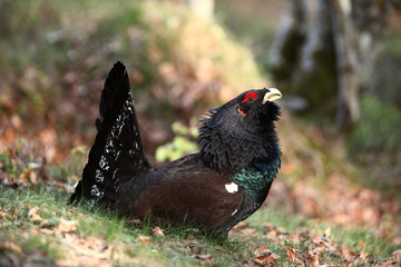 coq de bruyere