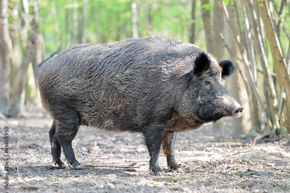 Wall mural wild boar
